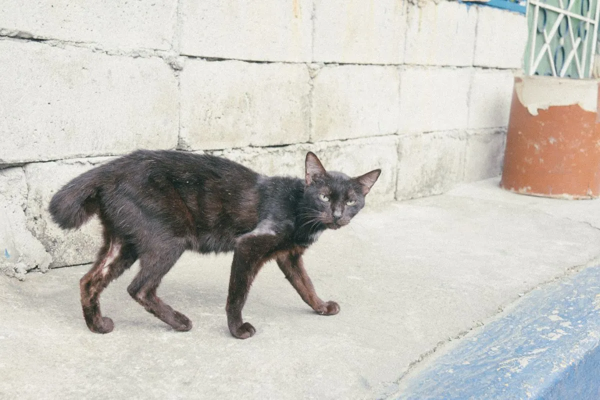 野良猫の画像